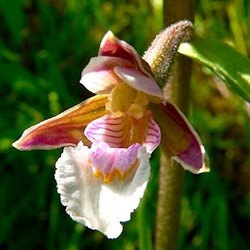 Дремлик болотный / Epipactis palustris, Garden Orchid